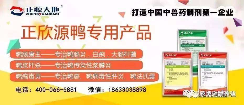 毛鸭最新消息,毛鸭最新消息，行业动态与市场展望